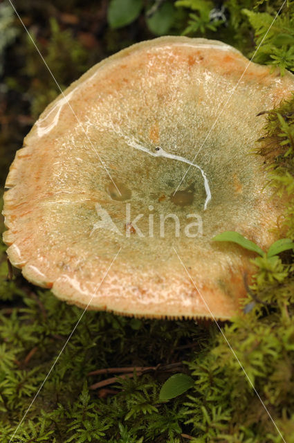 Peenrode melkzwam (Lactarius deterrimus)