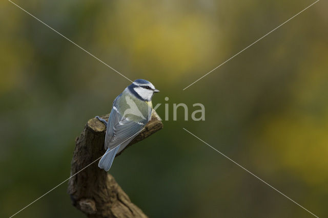 Pimpelmees (Parus caeruleus)