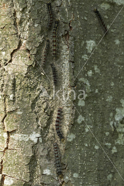 Plakker (Lymantria dispar)