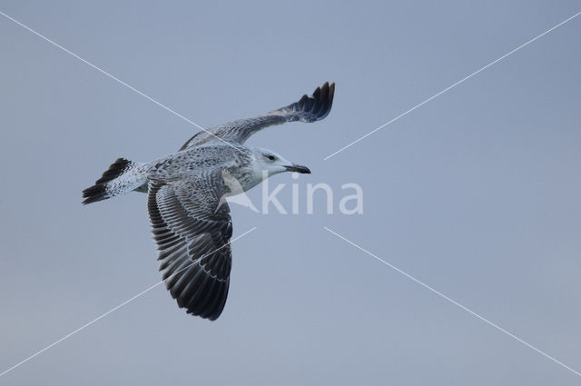 Pontische Meeuw (Larus cachinnans)