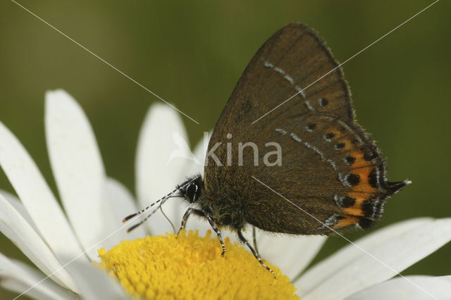 Pruimenpage (Satyrium pruni)