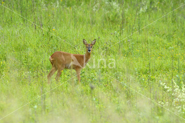 Ree (Capreolus capreolus)