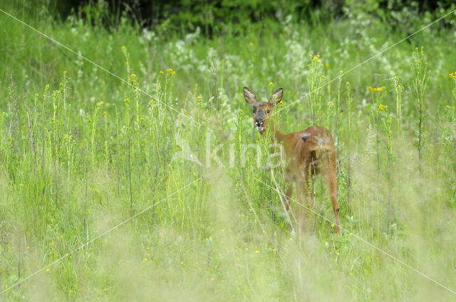 Ree (Capreolus capreolus)