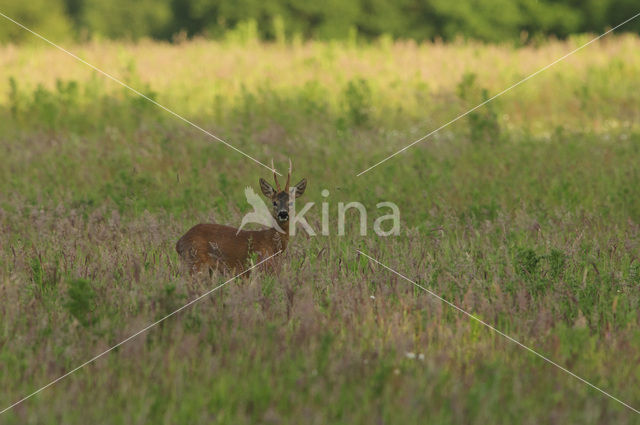 Ree (Capreolus capreolus)