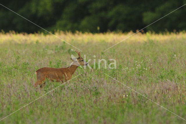 Ree (Capreolus capreolus)