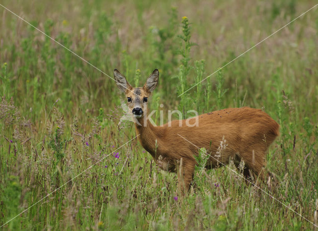 Ree (Capreolus capreolus)