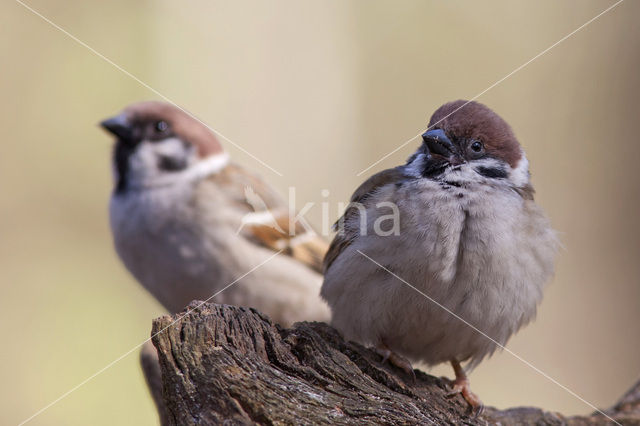 Ringmus (Passer montanus)