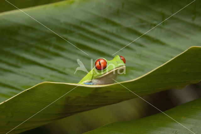 Roodoogmakikikker (Agalychnis callidryas)