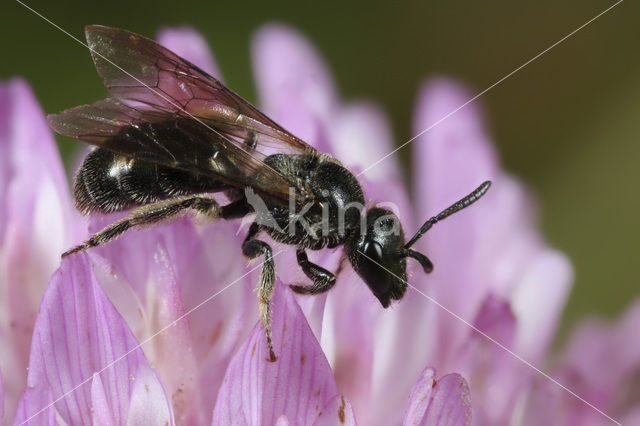 Roodpootgroefbij (Lasioglossum rufitarse)