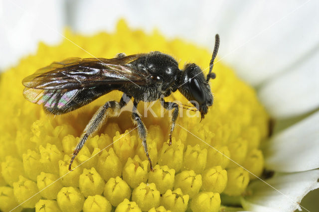 Roodpootgroefbij (Lasioglossum rufitarse)