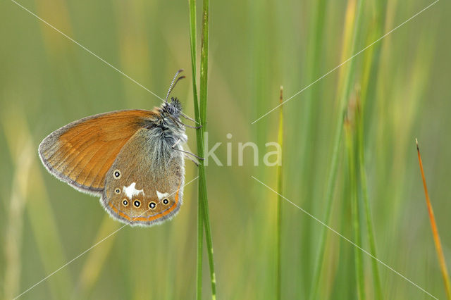 Roodstreephooibeestje (Coenonympha glycerion)