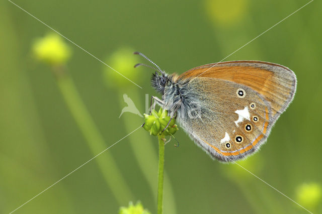 Roodstreephooibeestje (Coenonympha glycerion)