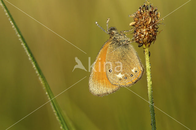 Roodstreephooibeestje (Coenonympha glycerion)