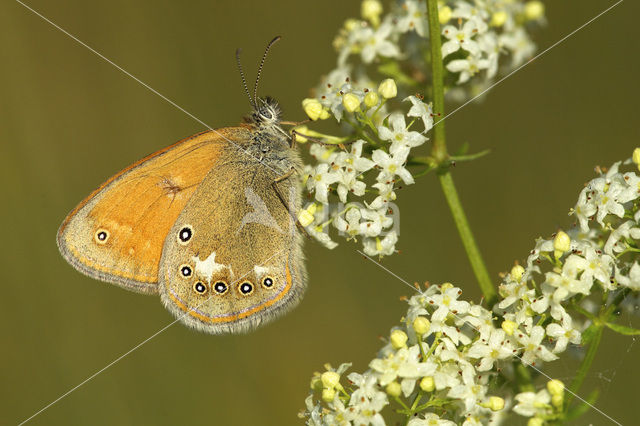 Chestnut Heath (Coenonympha glycerion)