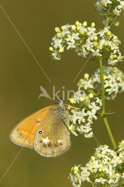 Roodstreephooibeestje (Coenonympha glycerion)