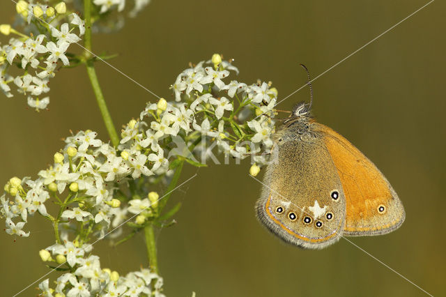 Roodstreephooibeestje (Coenonympha glycerion)