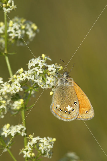 Roodstreephooibeestje (Coenonympha glycerion)