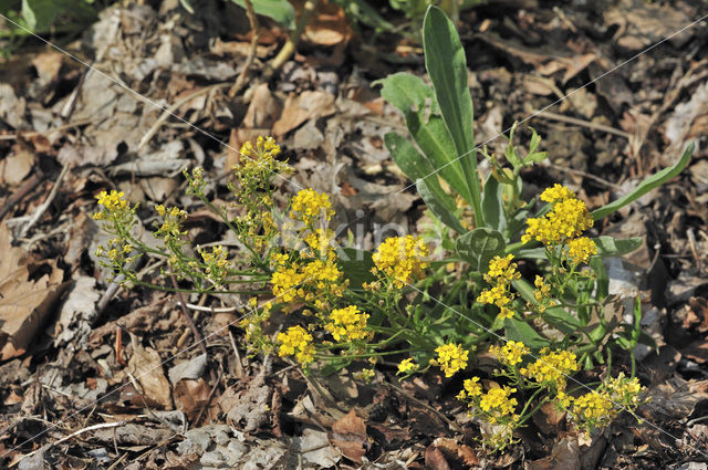 Rotsschildzaad (Alyssum saxatile)