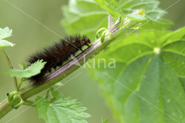 Sneeuwbeer (Spilosoma urticae)