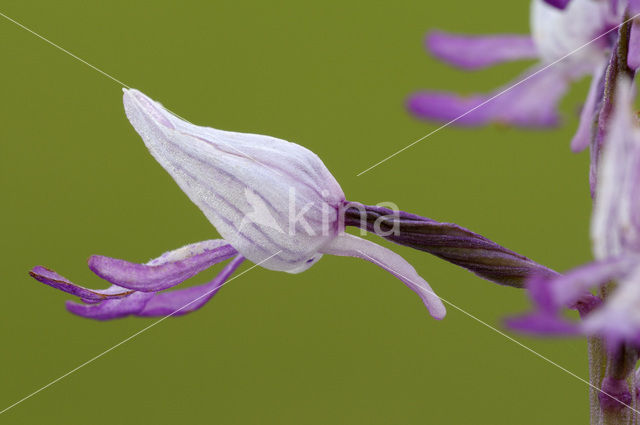 Soldaatje (Orchis militaris)