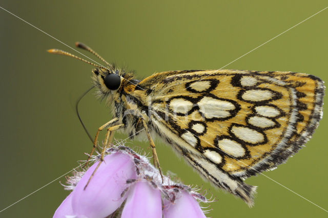 Spiegeldikkopje (Heteropterus morpheus)