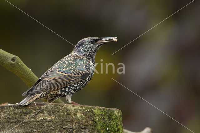 Spreeuw (Sturnus vulgaris)