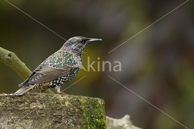 Spreeuw (Sturnus vulgaris)