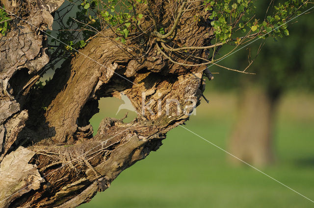 Steenuil (Athene noctua)