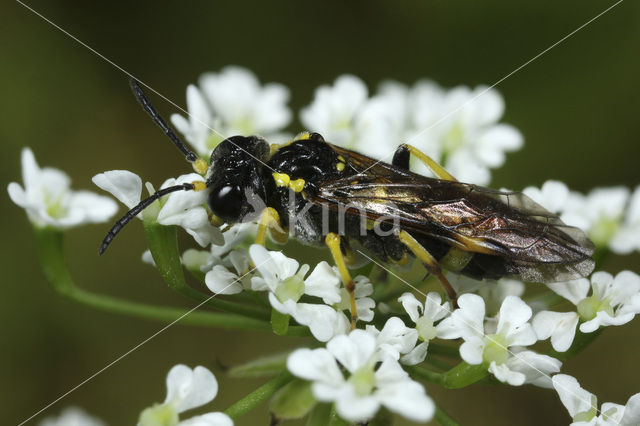 Tenthredo distinguenda