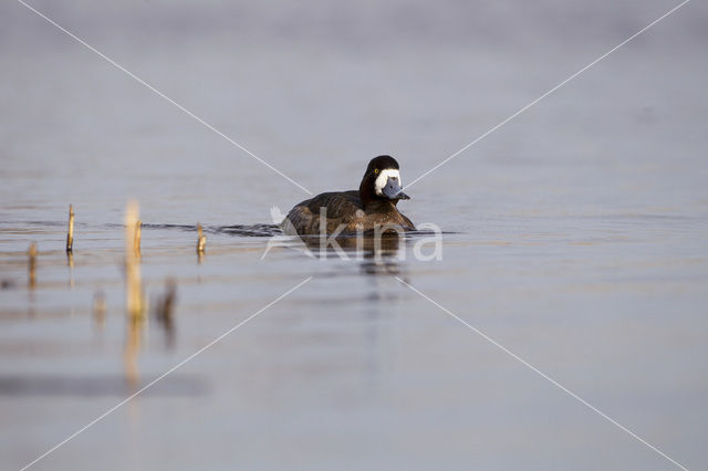 Greater Scaup (Aythya marila)