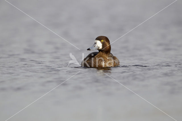 Greater Scaup (Aythya marila)