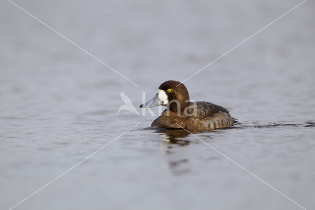 Greater Scaup (Aythya marila)