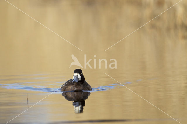 Greater Scaup (Aythya marila)