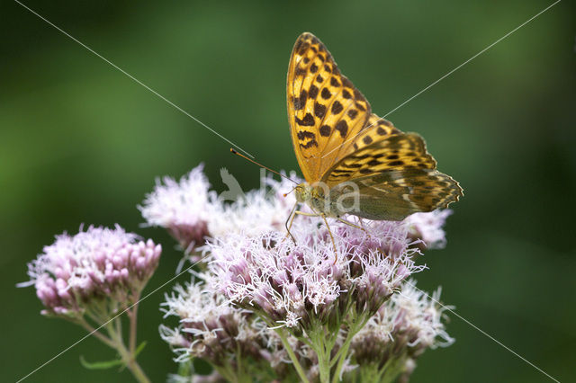 Tsarenmantel (Argynnis laodice)