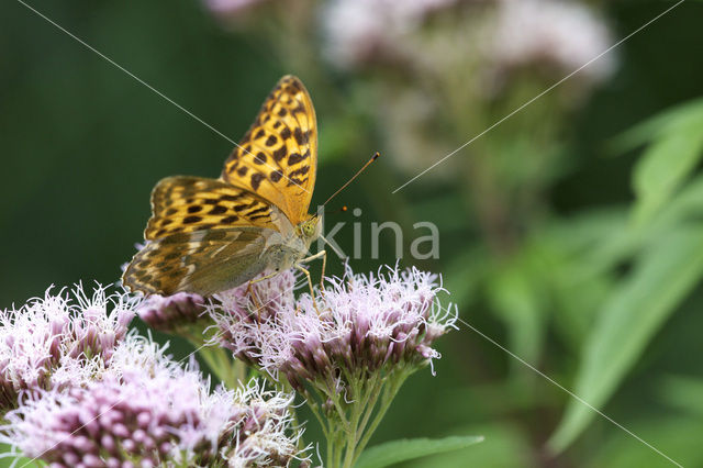 Tsarenmantel (Argynnis laodice)