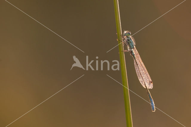 Variabele waterjuffer (Coenagrion pulchellum)