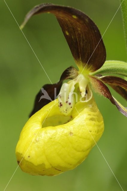 Lady’s slipper (Cypripedium calceolus)