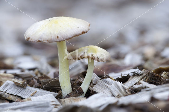 Verkleurend kleefhoedje (Bolbitius variicolor)