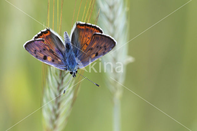 Violette vuurvlinder (Lycaena alciphron)