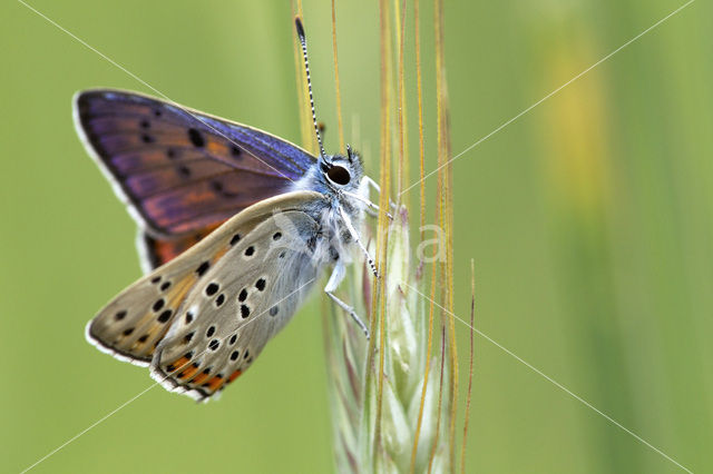 Violette vuurvlinder (Lycaena alciphron)