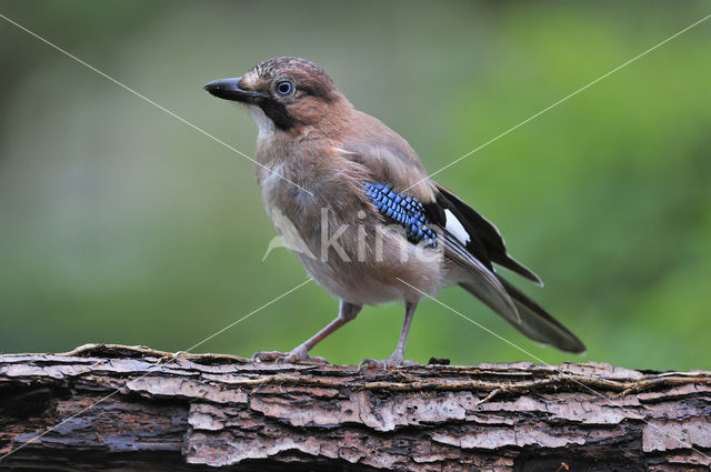 Vlaamse Gaai (Garrulus glandarius)