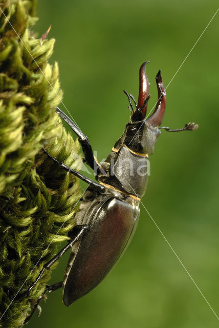 Vliegend hert (Lucanus cervus)