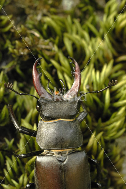 Vliegend hert (Lucanus cervus)