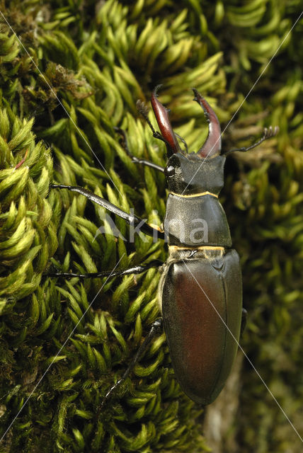 Vliegend hert (Lucanus cervus)