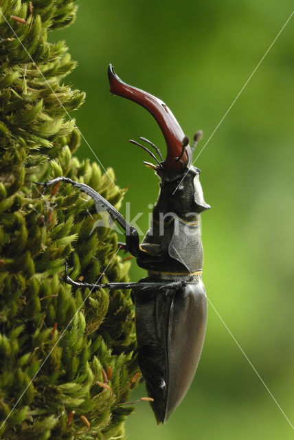 Vliegend hert (Lucanus cervus)