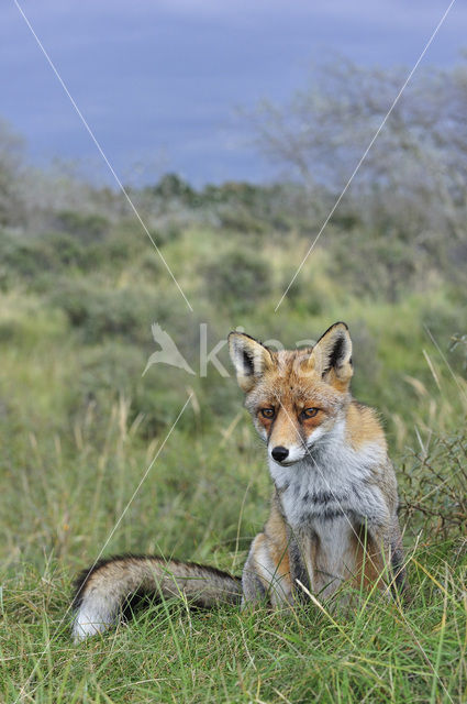 Vos (Vulpes vulpes)