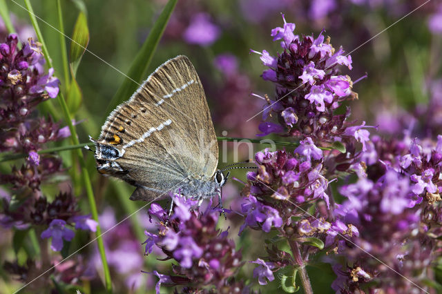 Wegedoornpage (Satyrium spini)