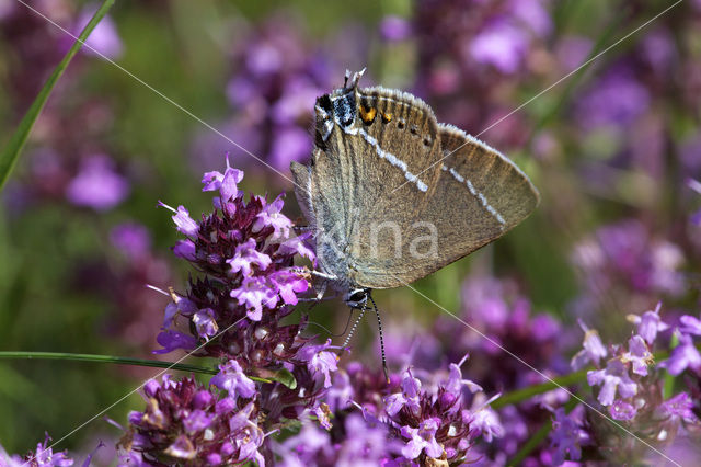 Wegedoornpage (Satyrium spini)