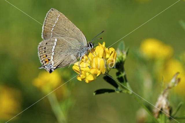 Wegedoornpage (Satyrium spini)