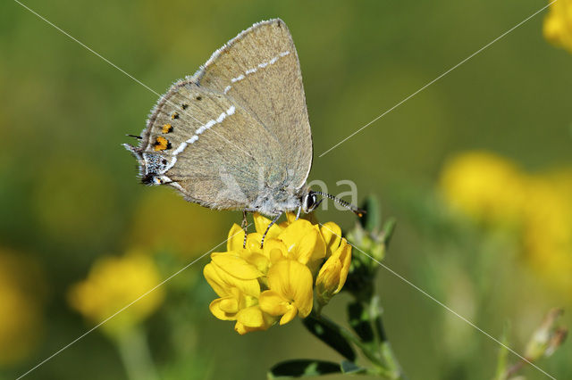 Wegedoornpage (Satyrium spini)